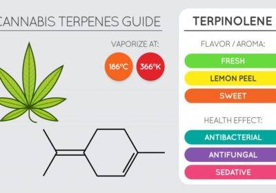 What are the benefits of terpenes?