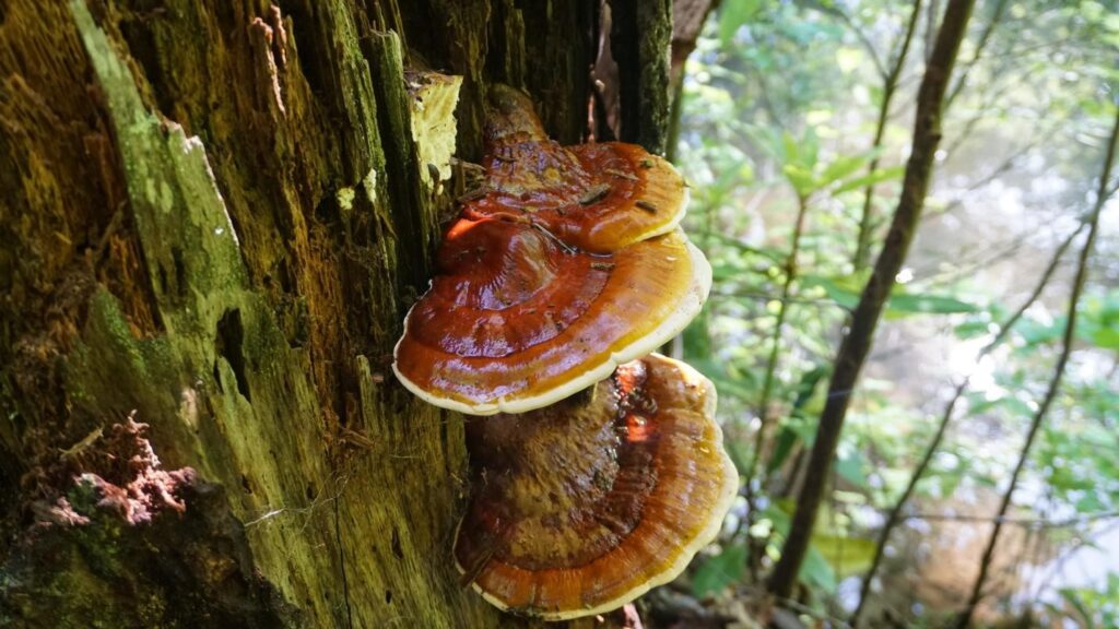 What are reishi mushrooms and how do they help with the anti-aging of your skin?