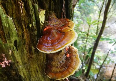 What are reishi mushrooms and how do they help with the anti-aging of your skin?